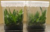 ứng dụng hộp nhựa vuông trong nuôi cấy mô thực vật - Trung Tâm Công Nghệ Sinh Học Thành Phố Hồ Chí Minh